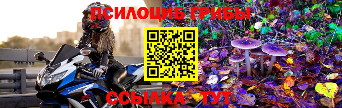 Псилоцибиновые грибы Cubensis Норильск